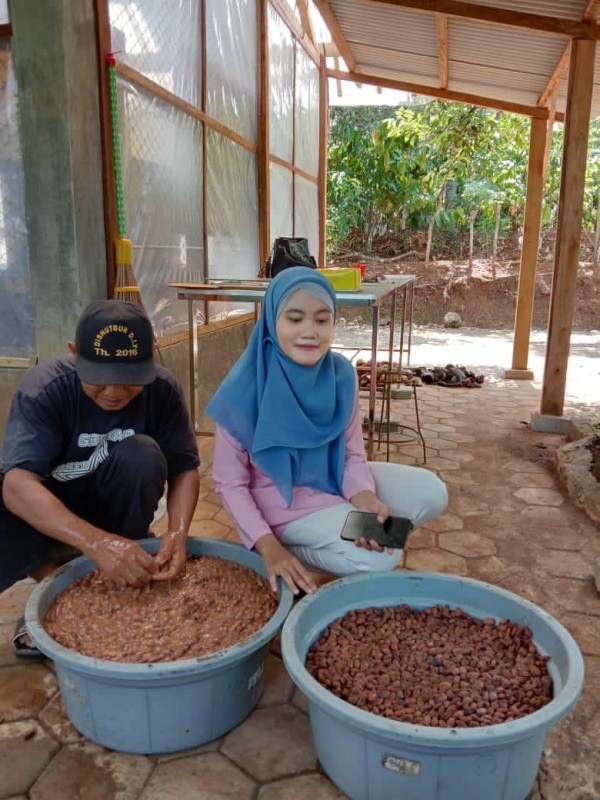 cocoa beans from Indonesia